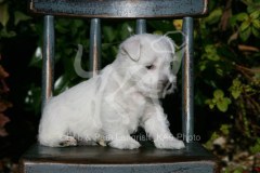 Terrier - West Highland White