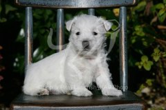 Terrier - West Highland White