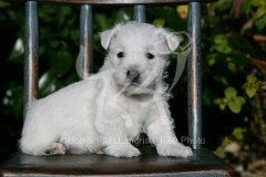 Terrier - West Highland White