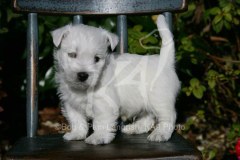 Terrier - West Highland White