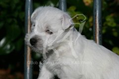 Terrier - West Highland White