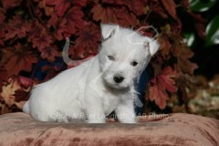 Terrier - West Highland White