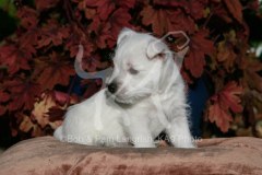 Terrier - West Highland White