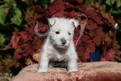 Terrier - West Highland White