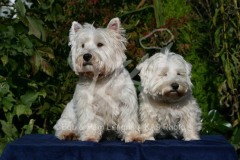 Terrier - West Highland White