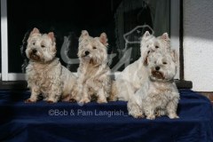 Terrier - West Highland White