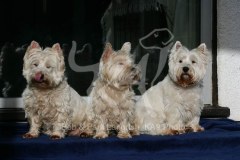 Terrier - West Highland White