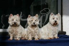 Terrier - West Highland White