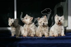 Terrier - West Highland White