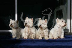 Terrier - West Highland White