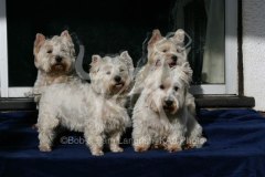 Terrier - West Highland White