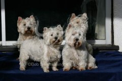 Terrier - West Highland White