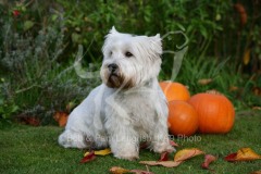 Terrier - West Highland White