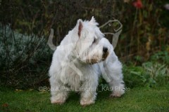 Terrier - West Highland White