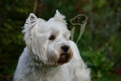 Terrier - West Highland White