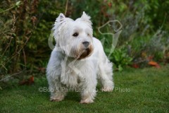 Terrier - West Highland White