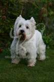 Terrier - West Highland White