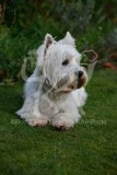 Terrier - West Highland White