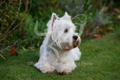 Terrier - West Highland White