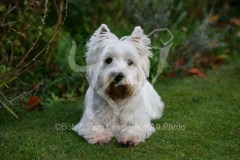 Terrier - West Highland White