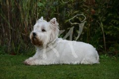 Terrier - West Highland White