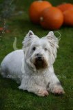 Terrier - West Highland White