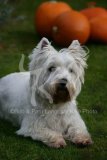 Terrier - West Highland White