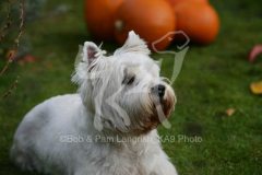 Terrier - West Highland White