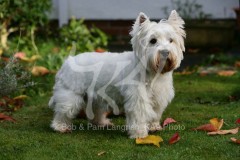 Terrier - West Highland White