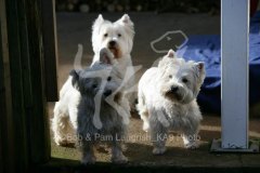 Terrier - West Highland White