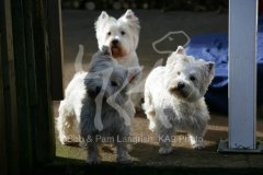 Terrier - West Highland White