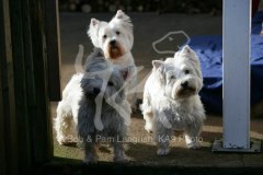 Terrier - West Highland White