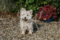 Terrier - West Highland White