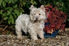 Terrier - West Highland White