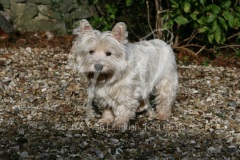 Terrier - West Highland White