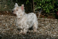 Terrier - West Highland White