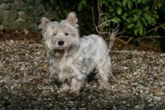 Terrier - West Highland White