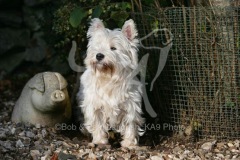 Terrier - West Highland White