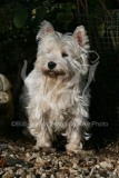 Terrier - West Highland White