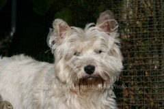 Terrier - West Highland White