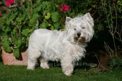 Terrier - West Highland White