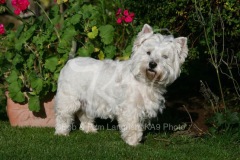 Terrier - West Highland White