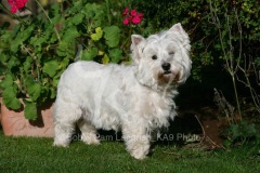 Terrier - West Highland White