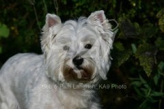 Terrier - West Highland White