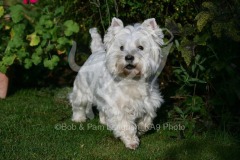 Terrier - West Highland White