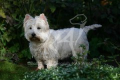 Terrier - West Highland White