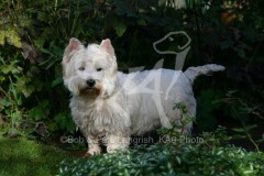 Terrier - West Highland White