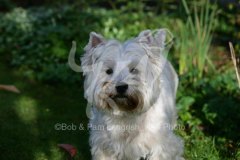 Terrier - West Highland White