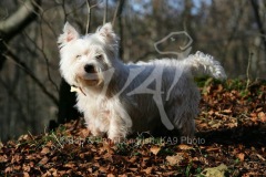 Terrier - West Highland White