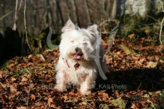 Terrier - West Highland White